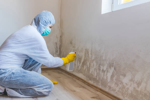 Mold Documentation for Insurance Claims in Goodman, MS